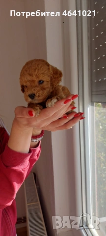 Той пудел с родословие, снимка 3 - Пудели - 52974033