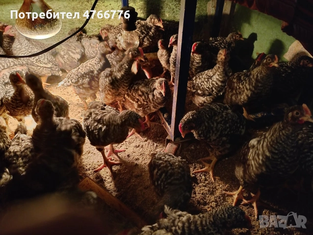 Продавам пиленца, снимка 2 - Кокошки и пуйки - 53849843