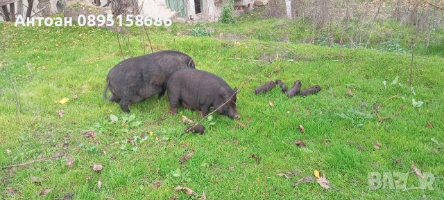 виетнамски прасенца, снимка 3 - Други животни - 54300848