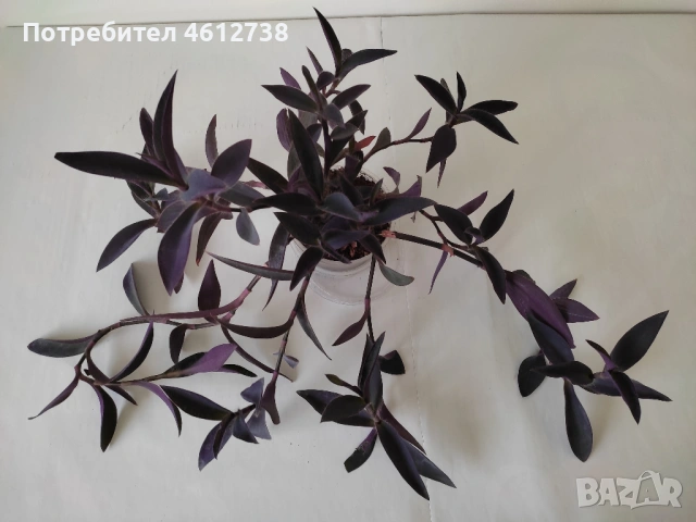 Алое Вера,сциндапсус,драцена,традесканция и хлорофитум, снимка 3 - Стайни растения - 53375558