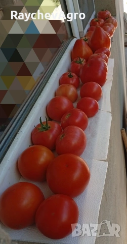 Семена, селски домати и др!, снимка 4 - Сортови семена и луковици - 53701787