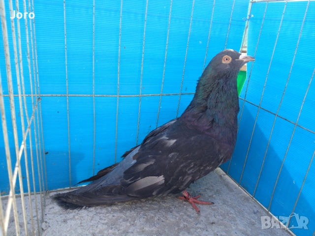 Римски гълъби , снимка 2 - Гълъби - 53936879