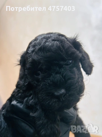 Пудел Той , снимка 4 - Пудели - 53740380