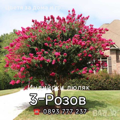 Индийски люляк Lagerstroemia -Розов, снимка 1 - Разсади - 46652676