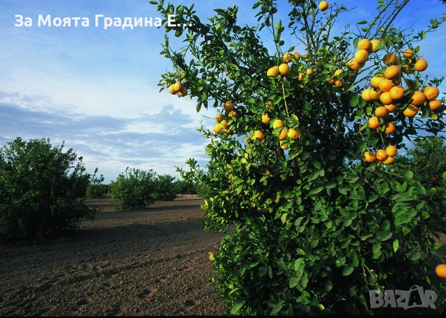 Грейпфрут, снимка 5 - Градински цветя и растения - 53618152