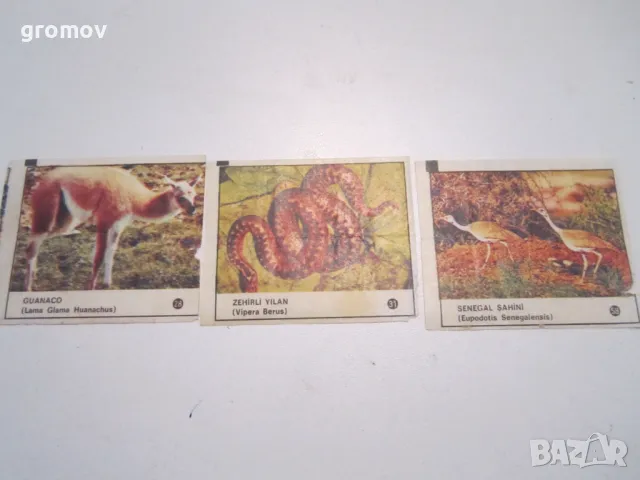 картинки от дъвки чин - чин