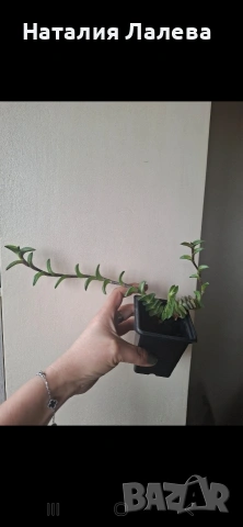 Кализия, callisia Navicularis, снимка 5 - Стайни растения - 53972357