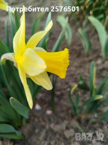 Продавам луковици от пролетни цветя - лалета, нарциси, зюмбюли....., снимка 15 - Градински цветя и растения - 52896351