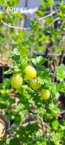 Цариградско грозде, Бодливо грозде / Ribes uva crispa /, снимка 1 - Градински цветя и растения - 38615065