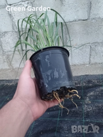 Пампаска трева , снимка 5 - Градински цветя и растения - 51097704