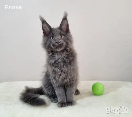 Мейн кун котенца / Maine coon kittens, снимка 3 - Мейн кун - 48577538