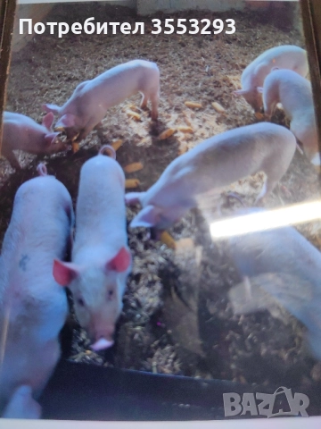 прасенца, снимка 2 - Прасета - 52341512