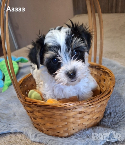 Йоркширски териер