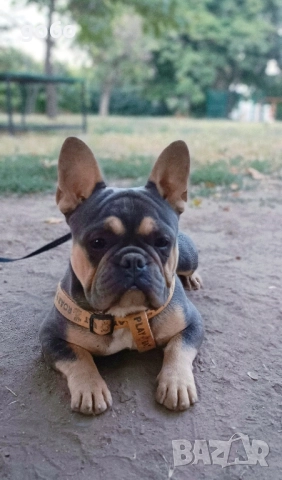Мъжки френски булдог 