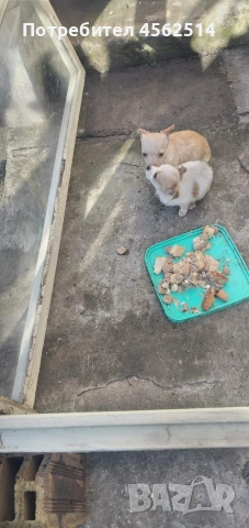 Продавам пинчери на 3 месеца и половина, снимка 6 - Пинчер - 53394214