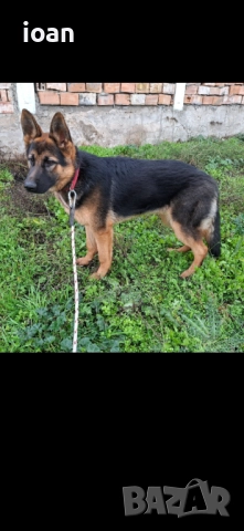 Обучено мъжко немска овчарка , снимка 3 - Немска овчарка - 52847403