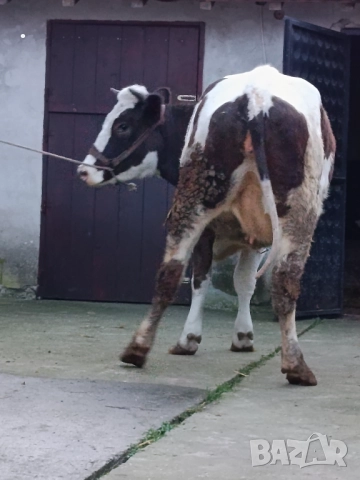 Продавам бременни юници , снимка 5 - Крави - 52893451