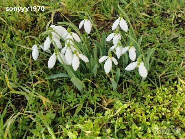 LOT КОКИЧЕТА ЗА МОМИЧЕТА 0902261847, снимка 14 - Градински цветя и растения - 53417887