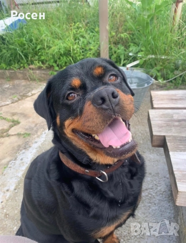 Бебета Ротвайлери, снимка 9 - Ротвайлер - 52865392