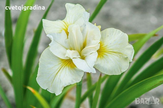 Iris Sibirica Moon Silk(Ирис Копринена луна), снимка 1 - Градински цветя и растения - 46113963