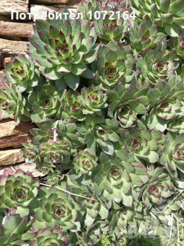 Сукуленти ( алпийска роза ), снимка 4 - Градински цветя и растения - 49857075