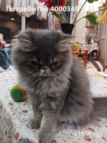 Продавам персийско женско коте, снимка 6 - Персийска - 52506650