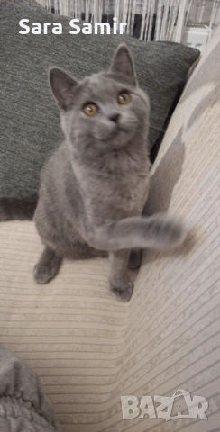 Британка 5 месеца