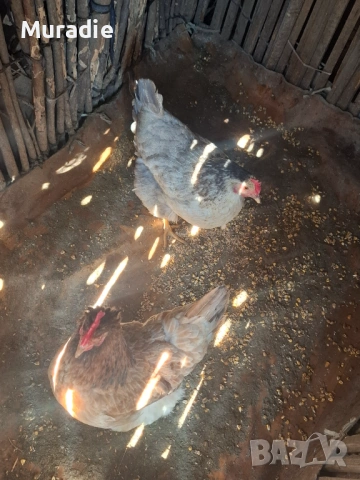 Продавам 2 кокошки за 30 евро, снимка 2 - други­ - 53969853