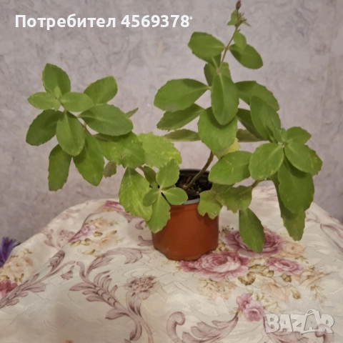 Koмплект Лечебна Дебела Мара, снимка 3 - Градински цветя и растения - 52167096