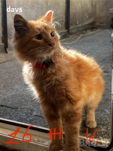 Спешно - Приемен / Постоянен дом за Домашни котки , снимка 7 - Други - 52507567