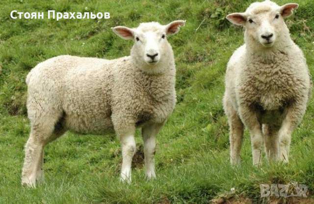 Продавам Агнета - 12 лв / кг, снимка 1 - Овце - 46117015