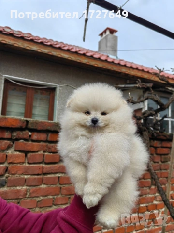 Померан-момче