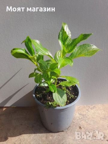 Хортензия - Принцеса Даяна, снимка 8 - Градински цветя и растения - 53646048