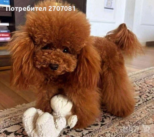 Той пудел, снимка 3 - Пудели - 53082796