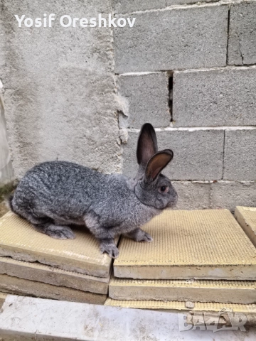 Смесени едри зайци! , снимка 6 - Други - 52385538