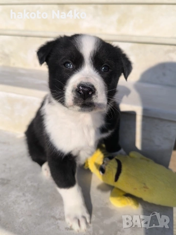 Малки сладури (кученца)