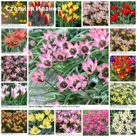 БОТАНИЧЕСКИ ЛАЛЕТА – ЛУКОВИЦИ