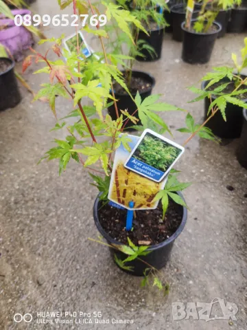  Японски клен четери сорта, цената е за четери растения., снимка 6 - Разсади - 32599037