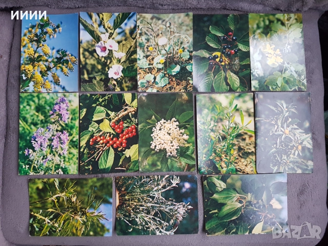 Картичка билка 21 бр - 2