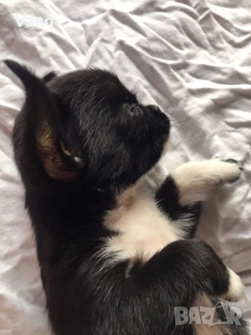 Чихуахуа Възможност за доставка , снимка 2 - Чихуахуа - 52398735