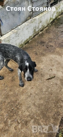 Продавам дратхаар