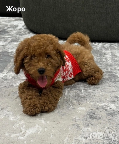 Той пудел-момиче, снимка 2 - Пудели - 52057832