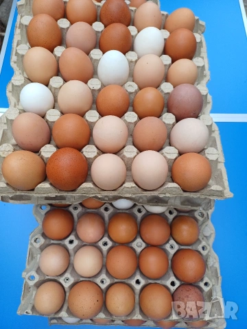 Домашни айца от свободни кокошки 