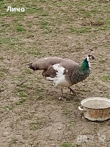 яйца от пауни , снимка 6 - други­ - 54164995