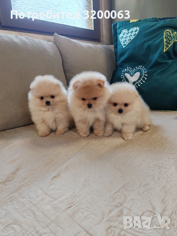 Померан мини померанчета 