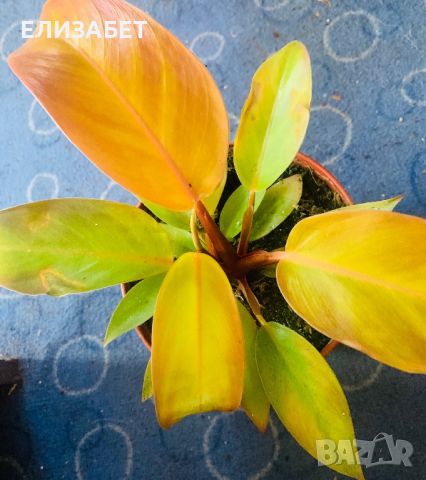 Филодендрон, снимка 1 - Стайни растения - 46017166