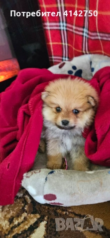 Мини Померанчета момчета 