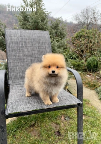 Померан момче със втора ваксина, снимка 6 - Померан - 53271244