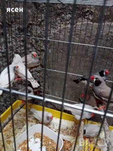 Продавам зеброви амадини джъмбо , снимка 5 - Амадини - 52339112