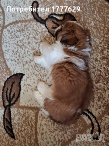 Продавам, снимка 3 - Ши Тцу - 53743852